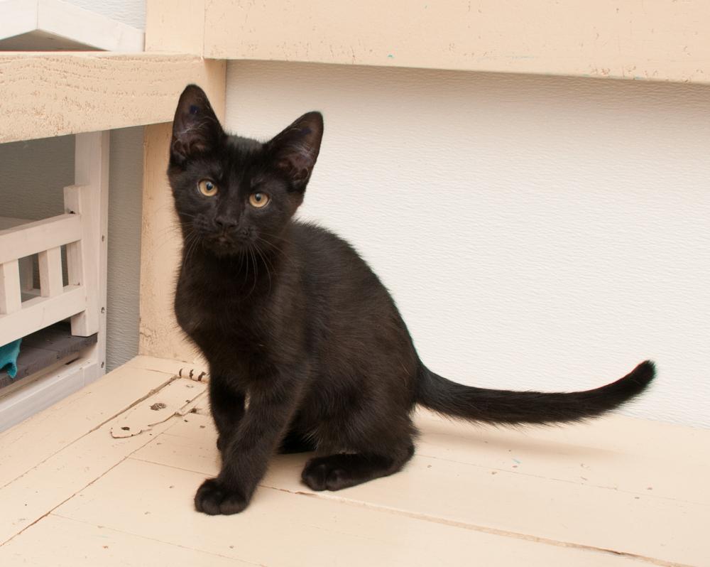 Bink (gets adopted with Boop), a Adoptable Domestic Short Hair in Westminster, CO image 5/6