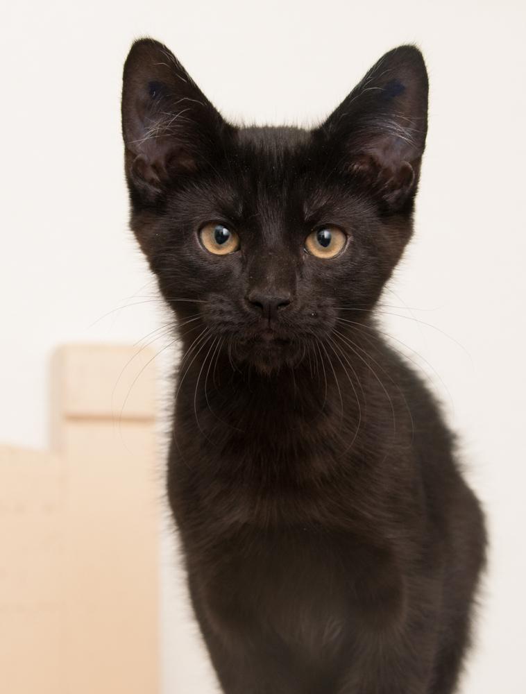 Bink (gets adopted with Boop), a Adoptable Domestic Short Hair in Westminster, CO image 2/6