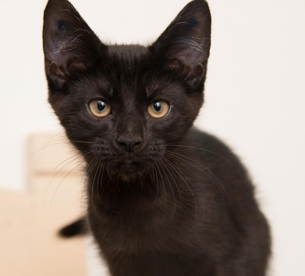 Bink (gets adopted with Boop), a Adoptable Domestic Short Hair in Westminster, CO image 4/6