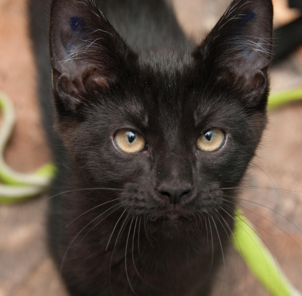 Bink (gets adopted with Boop), Adoptable, Kitten Male Domestic Short Hair.