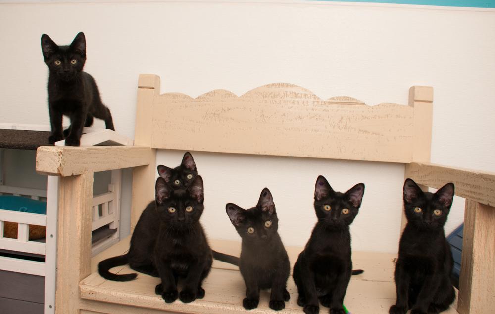 Bink (gets adopted with Boop), a Adoptable Domestic Short Hair in Westminster, CO image 6/6