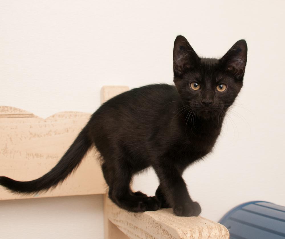 Bink (gets adopted with Boop), a Adoptable Domestic Short Hair in Westminster, CO image 3/6