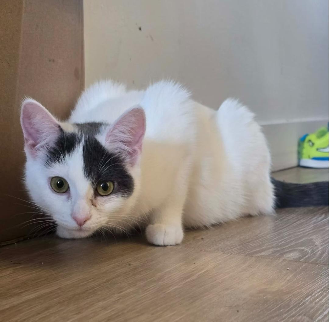 Adeline, ADOPTABLE, Kitten Female Domestic Short Hair.