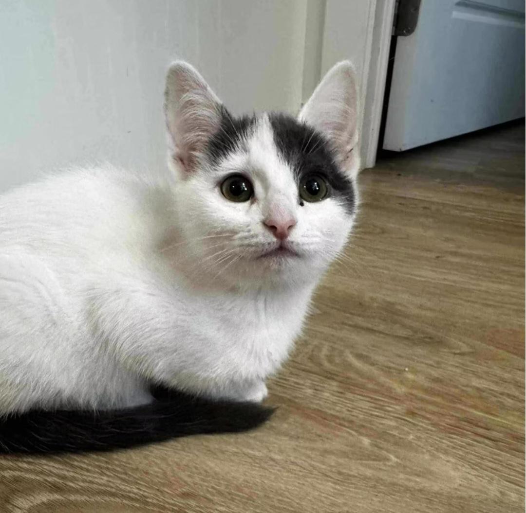 Enlarge Adeline, a ADOPTABLE Domestic Short Hair in Montréal, QC image 2/3