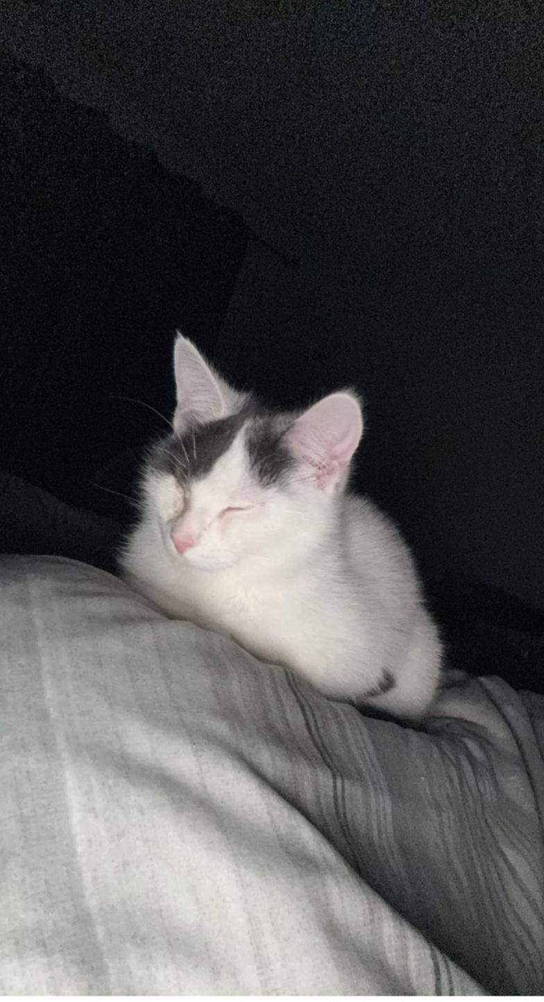 Enlarge Adeline, a ADOPTABLE Domestic Short Hair in Montréal, QC image 3/3