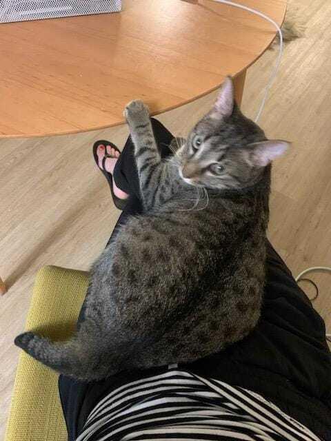 Sammie, Adoptable, Young Female Domestic Short Hair.