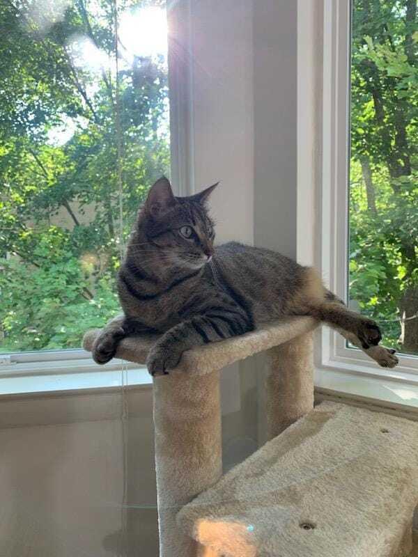 Enlarge Sammie, a Adoptable mixed breed in Jessup, MD image 3/5