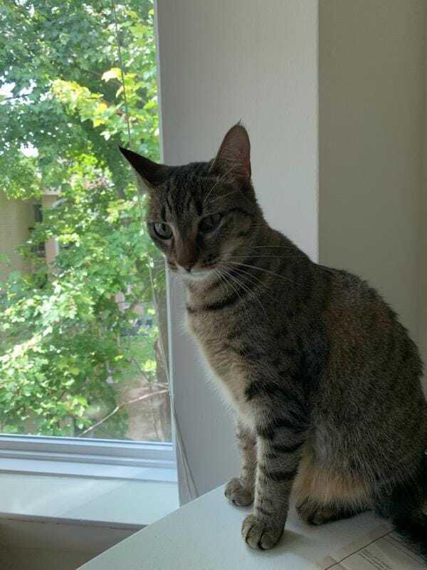 Enlarge Sammie, a Adoptable mixed breed in Jessup, MD image 4/5