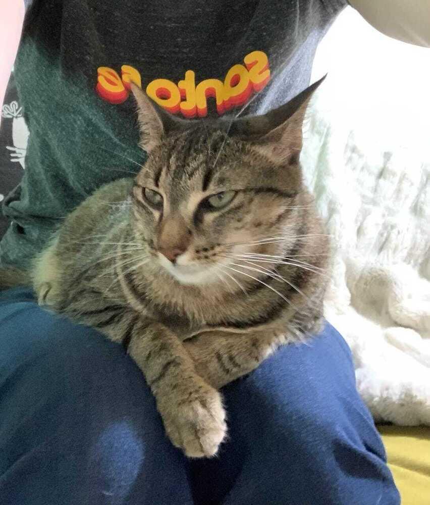 Enlarge Sammie, a Adoptable mixed breed in Jessup, MD image 5/5