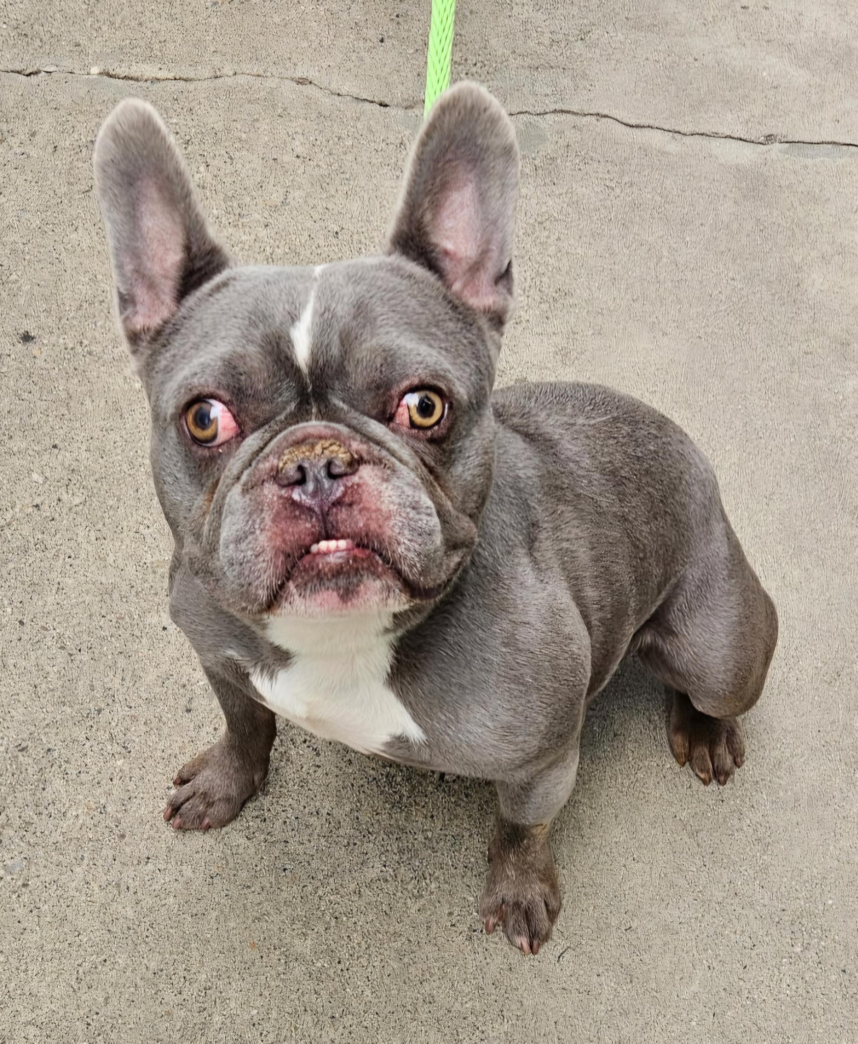 Enlarge Toshi, a Adoptable French Bulldog in Salt Lake City, UT image 1/1