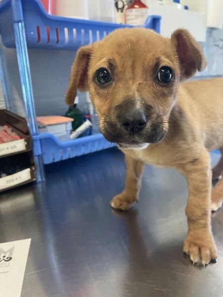 Munchie, Adoptable, Young Female Pit Bull Terrier.