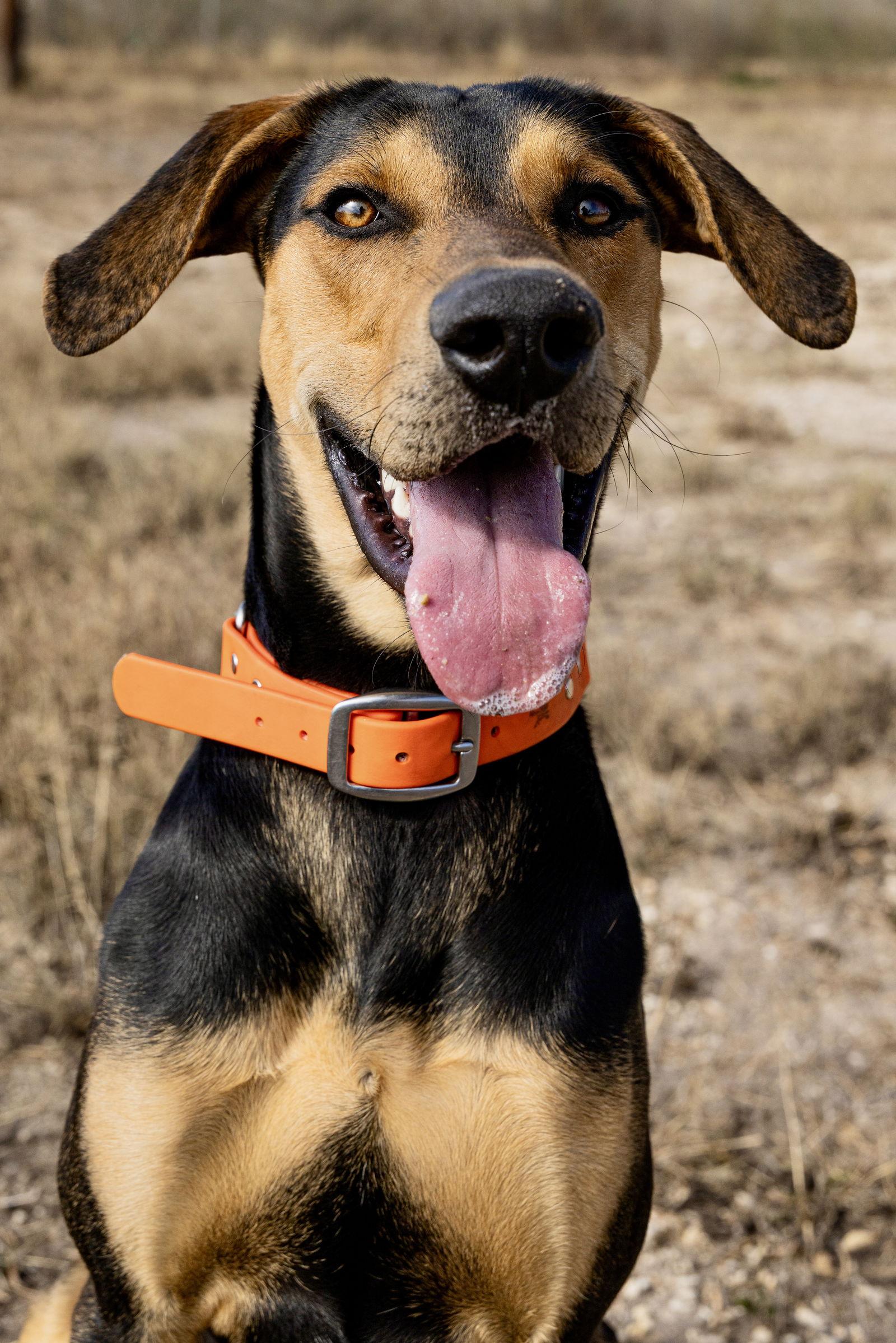 Enlarge Gonzo, a Adoptable Doberman Pinscher in San Antonio, TX image 1/3