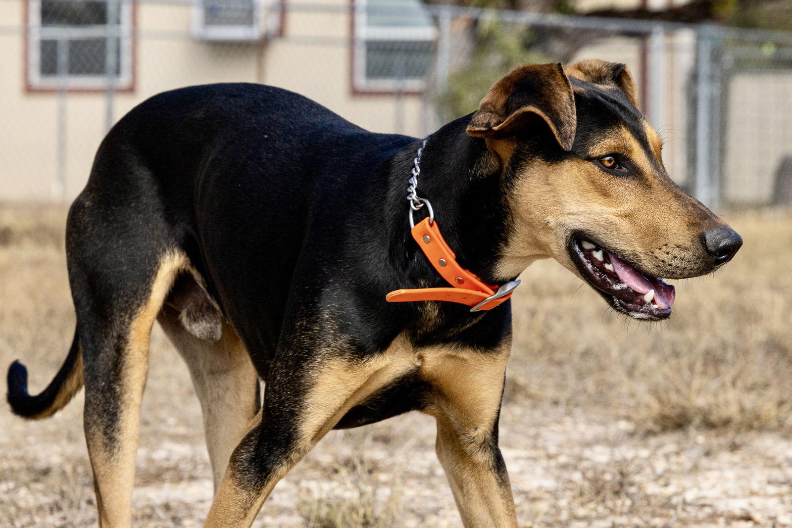 Enlarge Gonzo, a Adoptable Doberman Pinscher in San Antonio, TX image 2/3