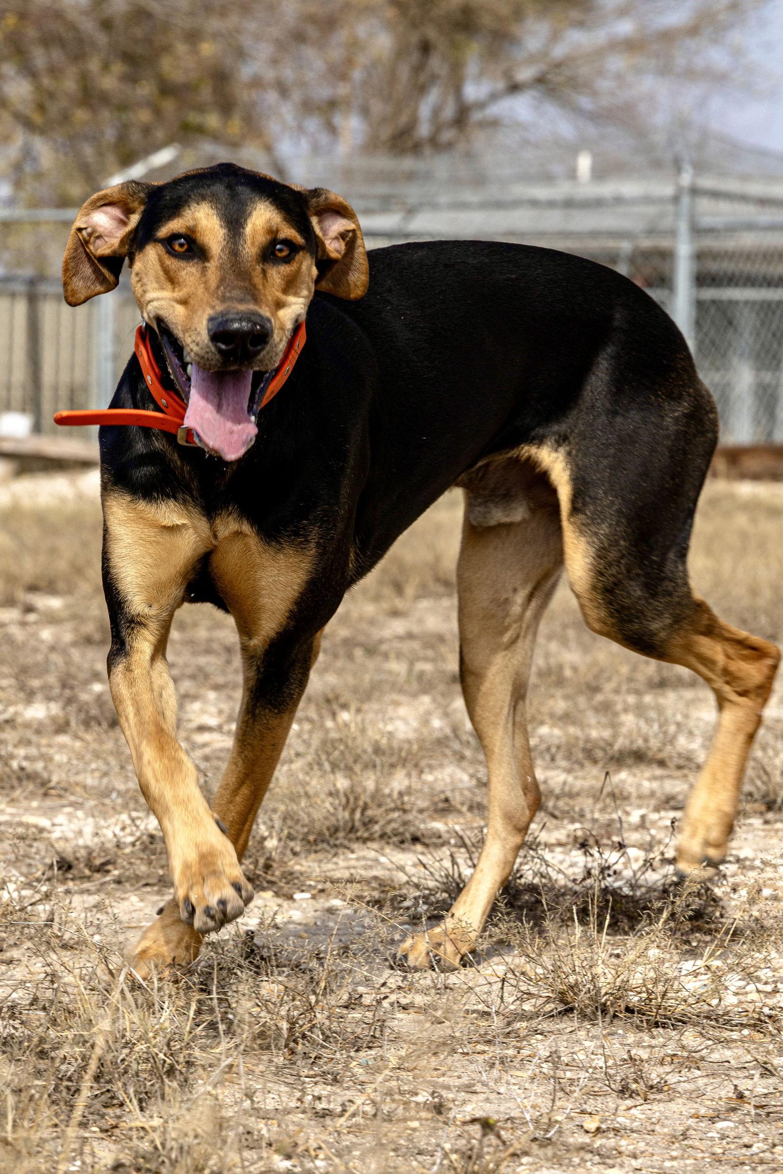 Enlarge Gonzo, a Adoptable Doberman Pinscher in San Antonio, TX image 3/3