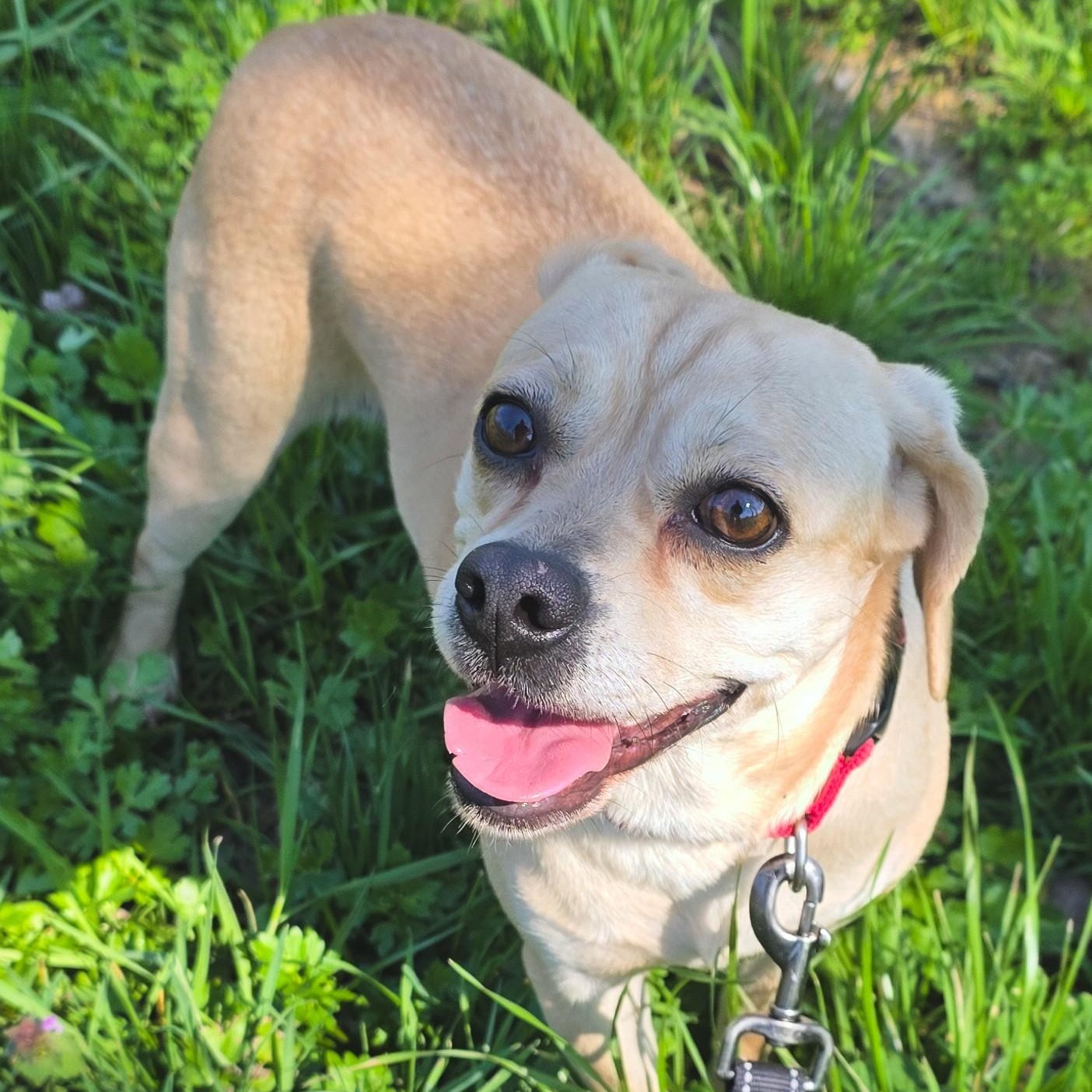 Enlarge Suzie Q, an adopted Puggle in Shepherdsville, KY image 3/5