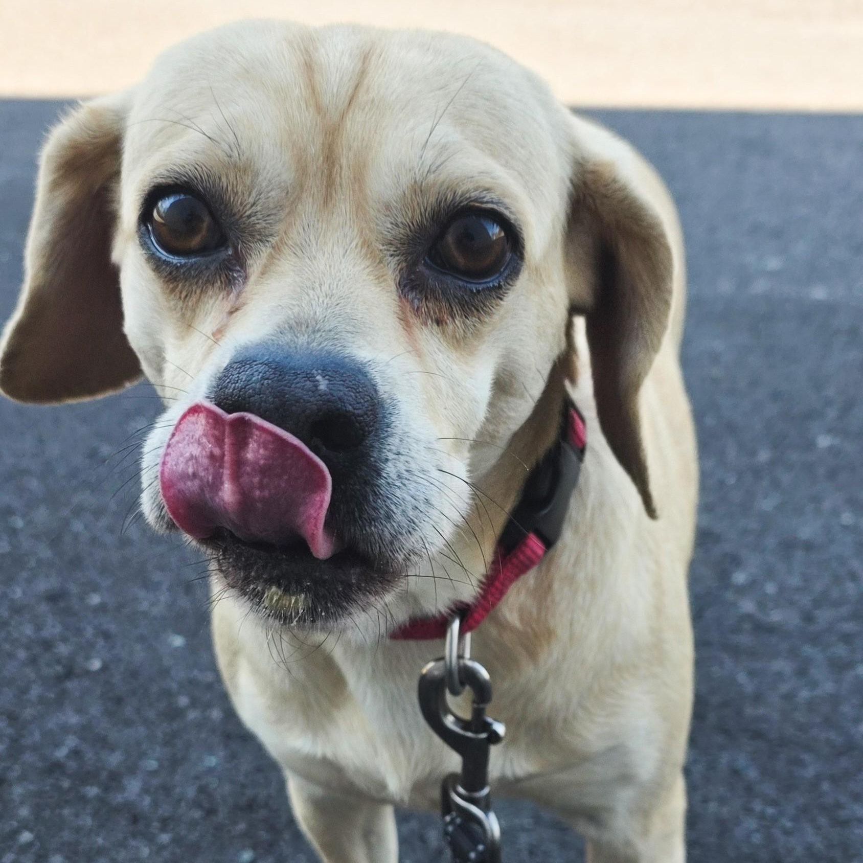 Enlarge Suzie Q, an adopted Puggle in Shepherdsville, KY image 5/5