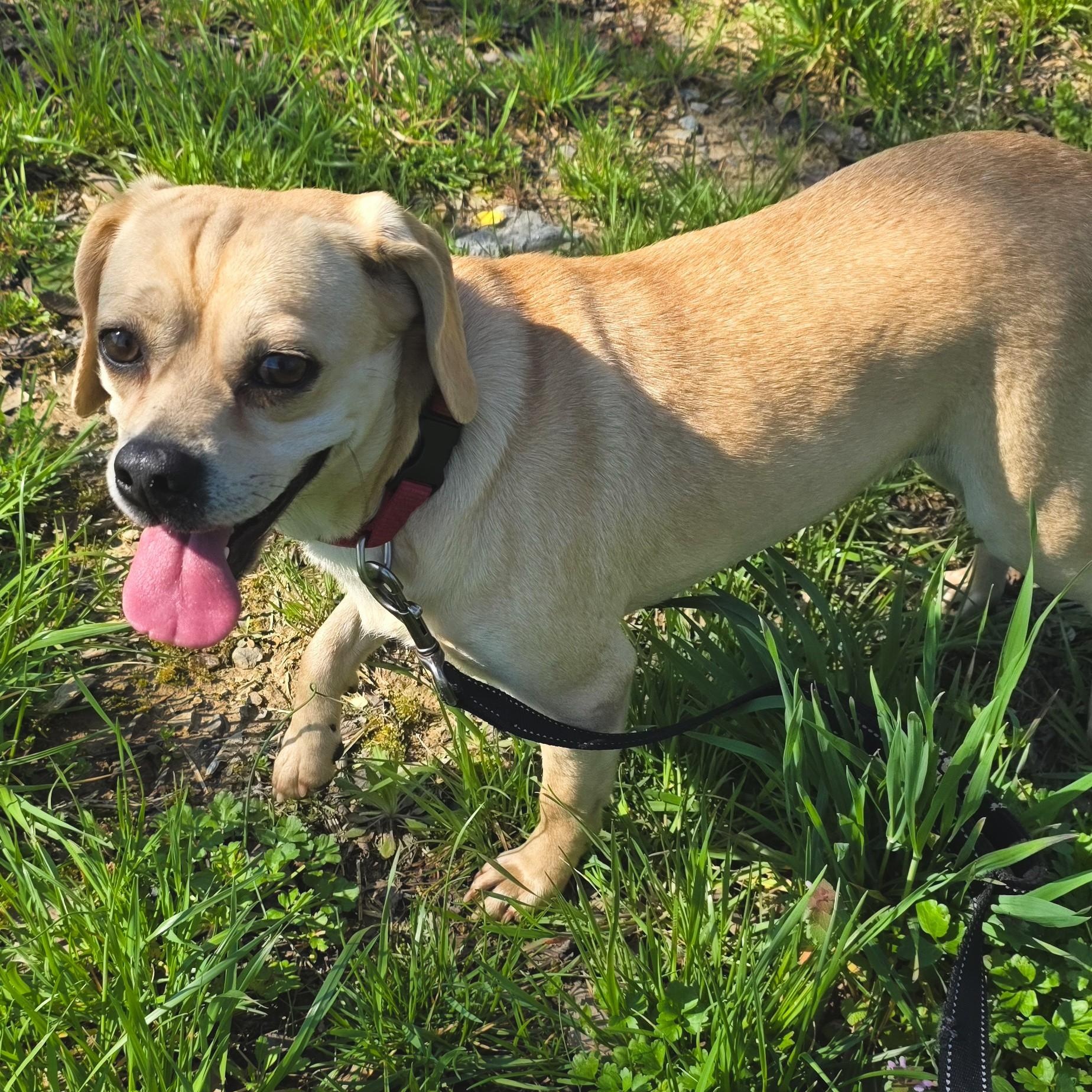 Enlarge Suzie Q, an adopted Puggle in Shepherdsville, KY image 2/5