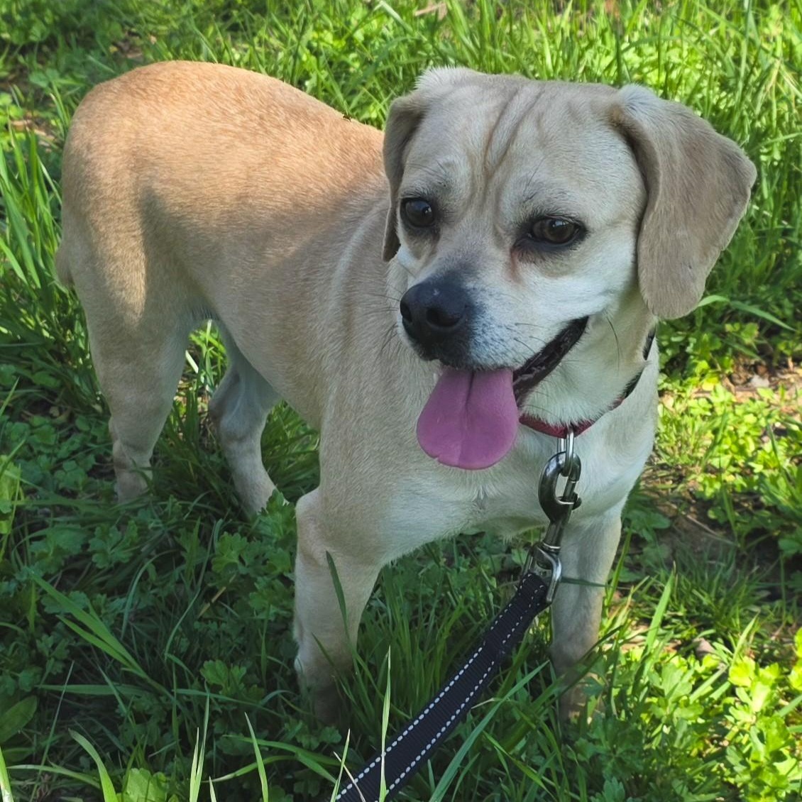 Suzie Q, adopted, Adult Female Puggle.