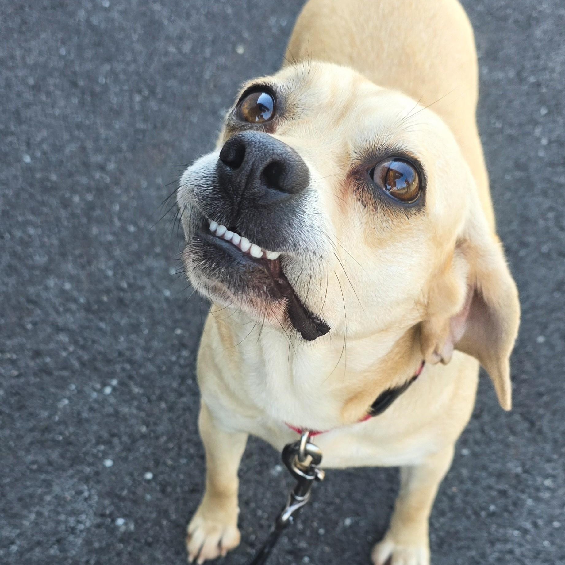 Enlarge Suzie Q, an adopted Puggle in Shepherdsville, KY image 4/5