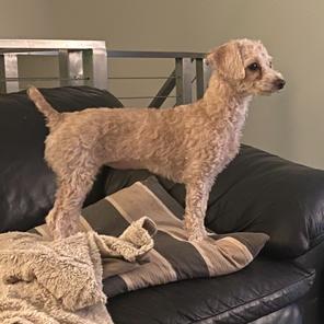 Enlarge Savannah, a Adoptable Miniature Poodle in Chaska, MN image 2/6