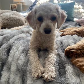 Enlarge Savannah, a Adoptable Miniature Poodle in Chaska, MN image 3/6