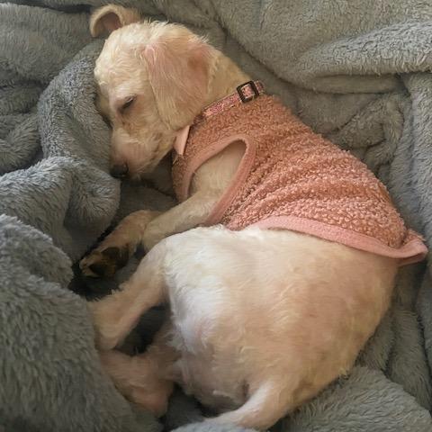 Enlarge Savannah, a Adoptable Miniature Poodle in Chaska, MN image 4/6