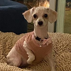 Enlarge Savannah, a Adoptable Miniature Poodle in Chaska, MN image 6/6