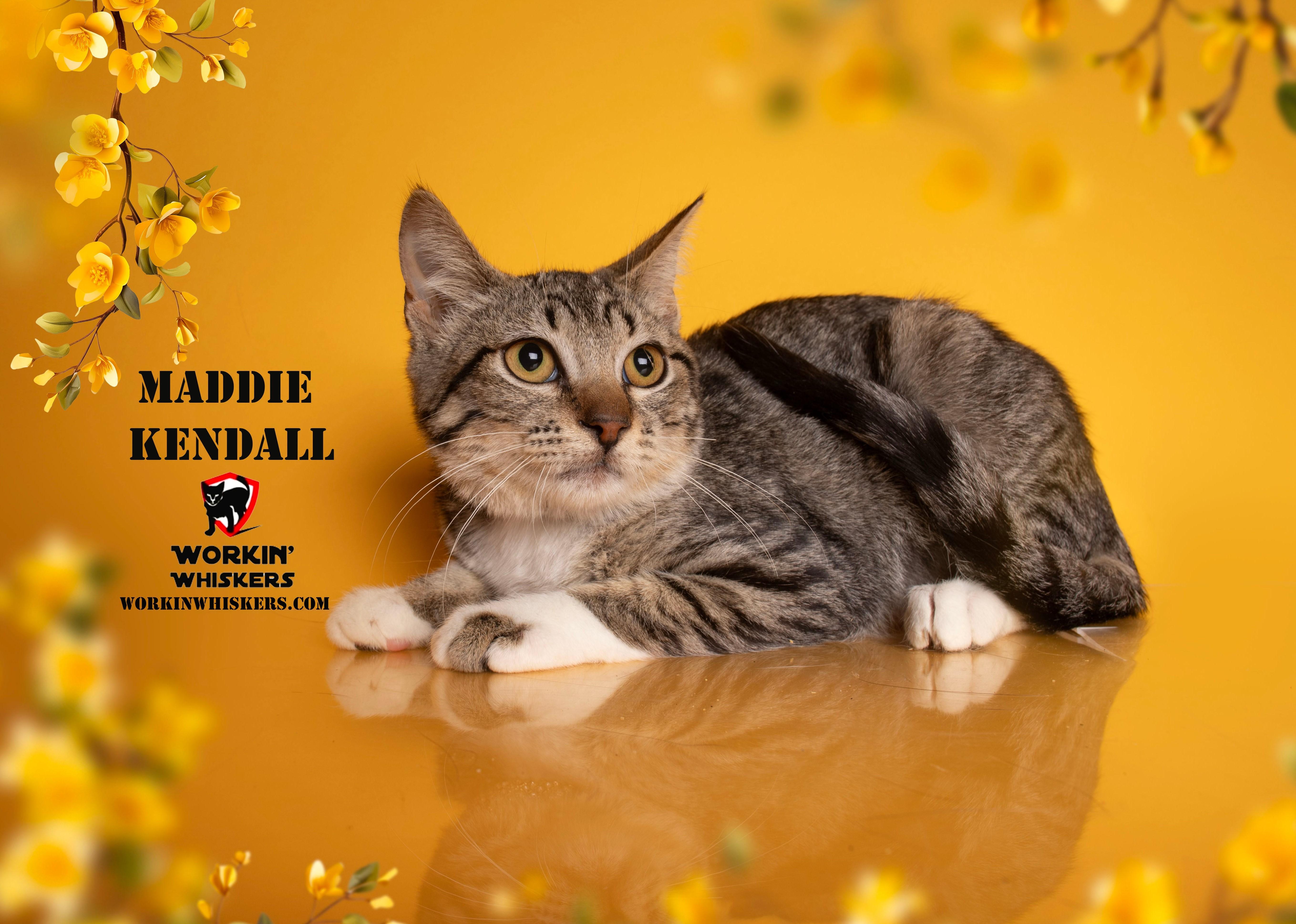 Enlarge MADDIE KENDALL, a Adoptable mixed breed in HEMET, CA image 1/6