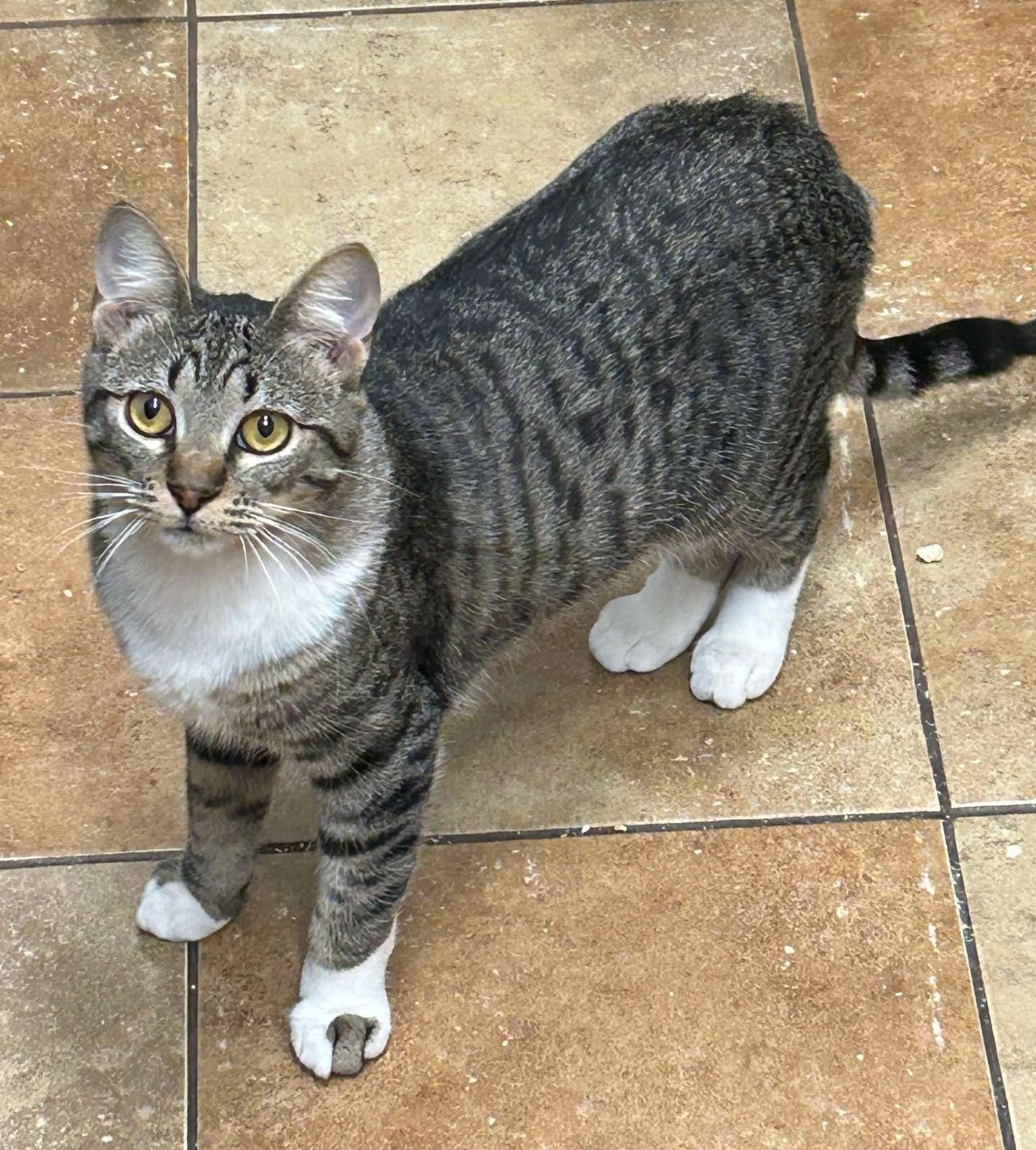 Enlarge MADDIE KENDALL, a Adoptable mixed breed in HEMET, CA image 2/6