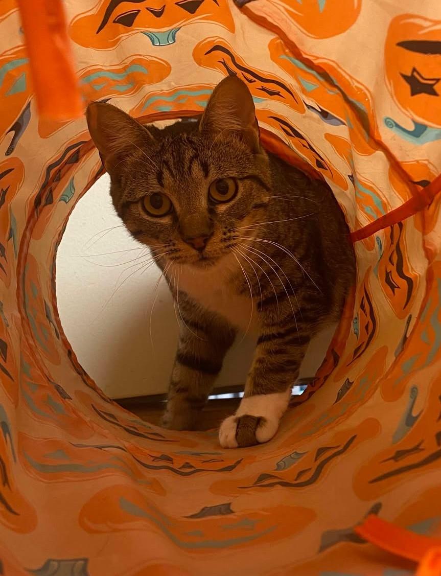 Enlarge MADDIE KENDALL, a Adoptable mixed breed in HEMET, CA image 3/6