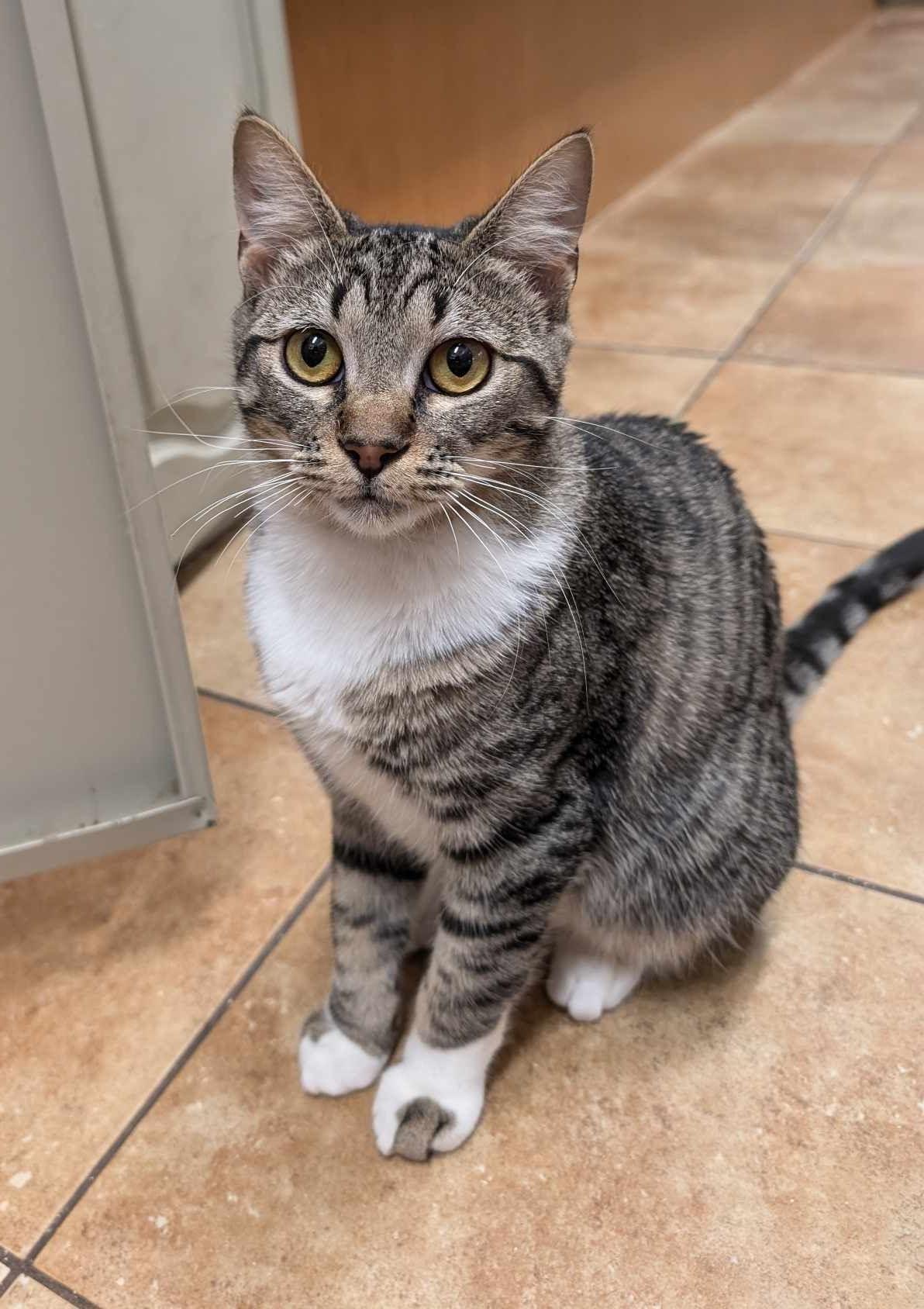 Enlarge MADDIE KENDALL, a Adoptable mixed breed in HEMET, CA image 4/6