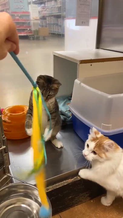 Enlarge MADDIE KENDALL, a Adoptable mixed breed in HEMET, CA video 6/6