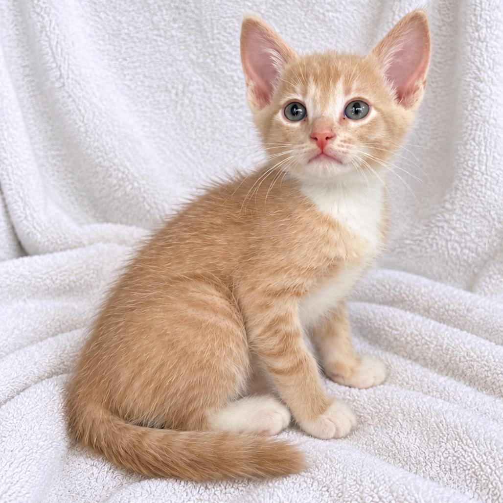 Pumpkin, Adoptable, Kitten Male Domestic Short Hair.