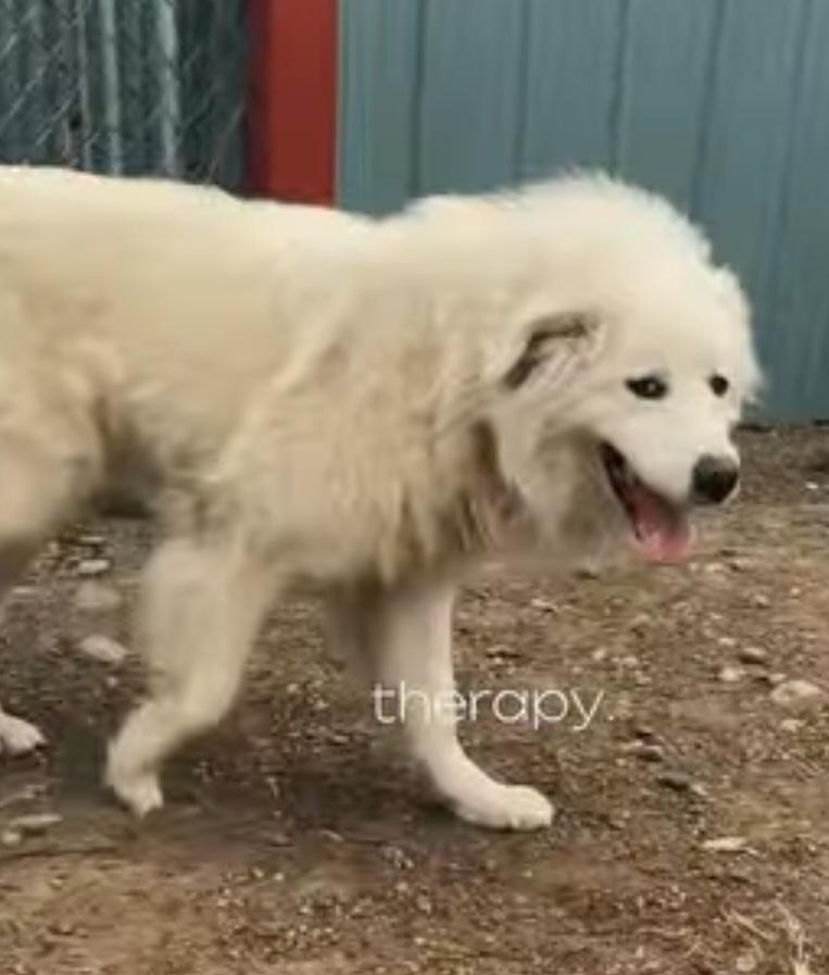 Ava, an adopted Great Pyrenees in Billings, MT image 2/2