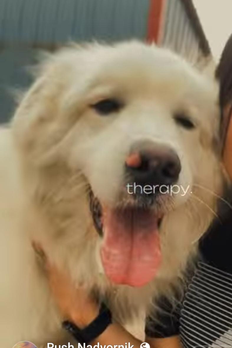 Ava, an adopted Great Pyrenees in Billings, MT image 1/2