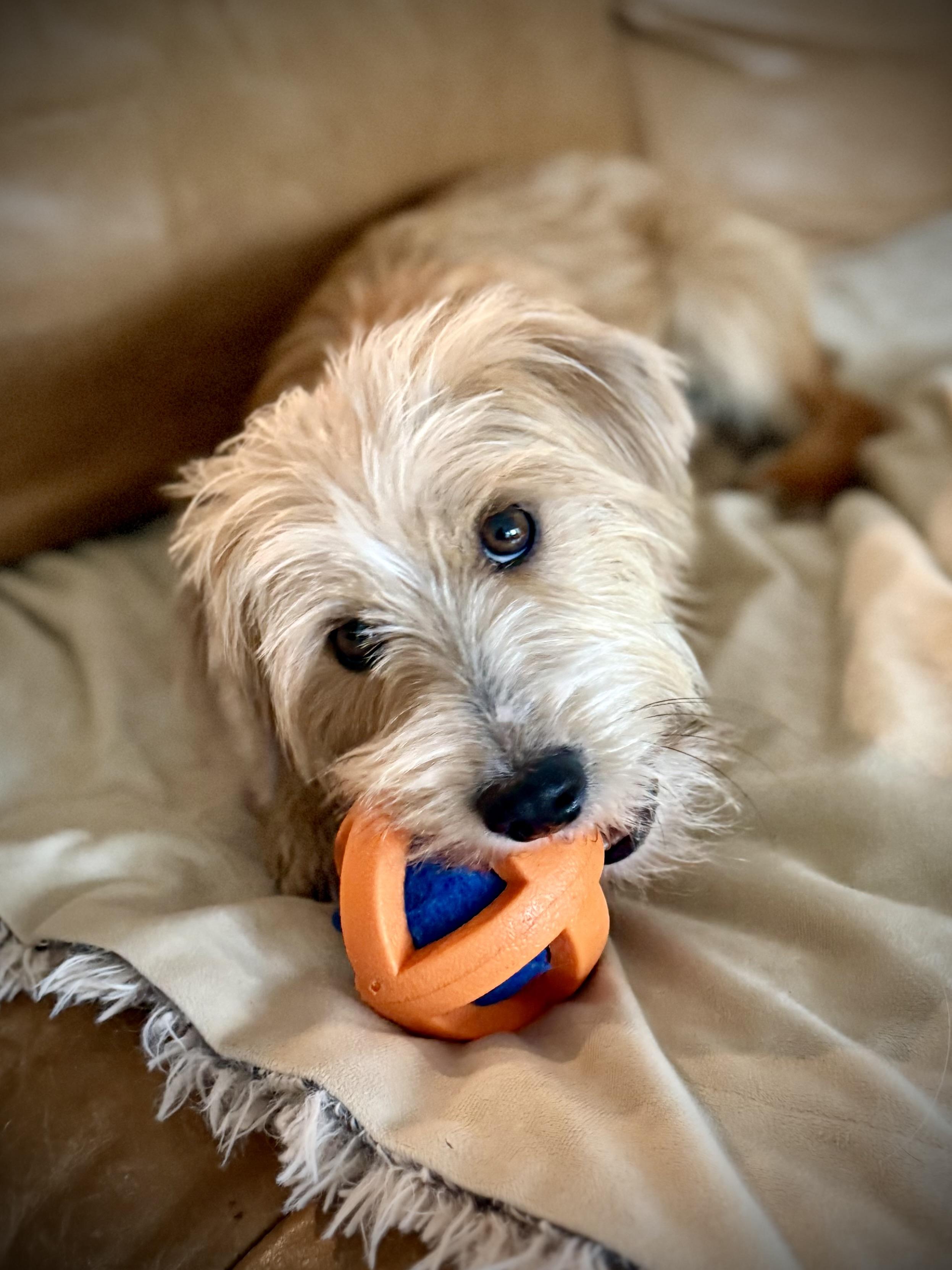 Bree, an adoptable mixed breed in Milton, FL image 2/4