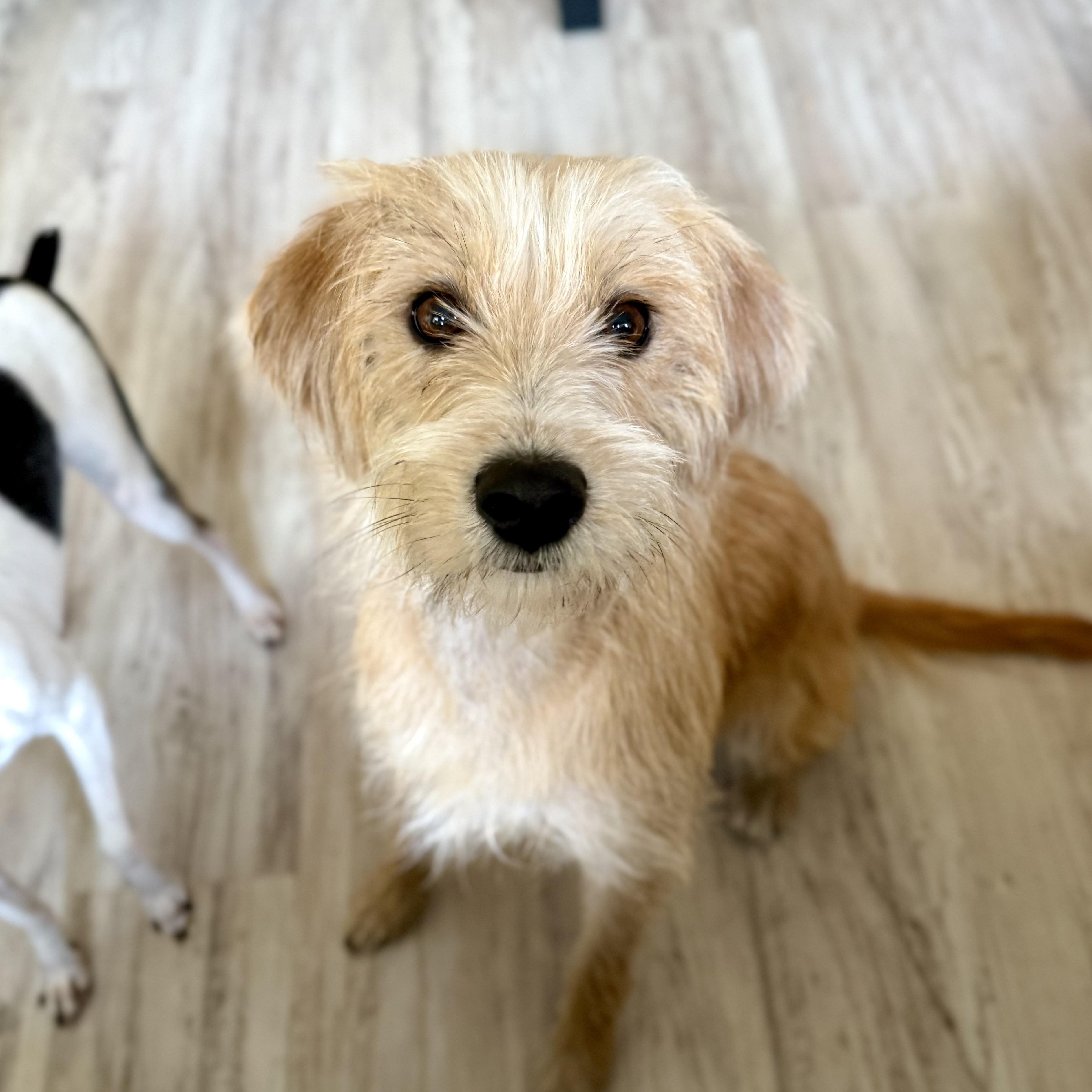 Bree, an adoptable mixed breed in Milton, FL image 3/4