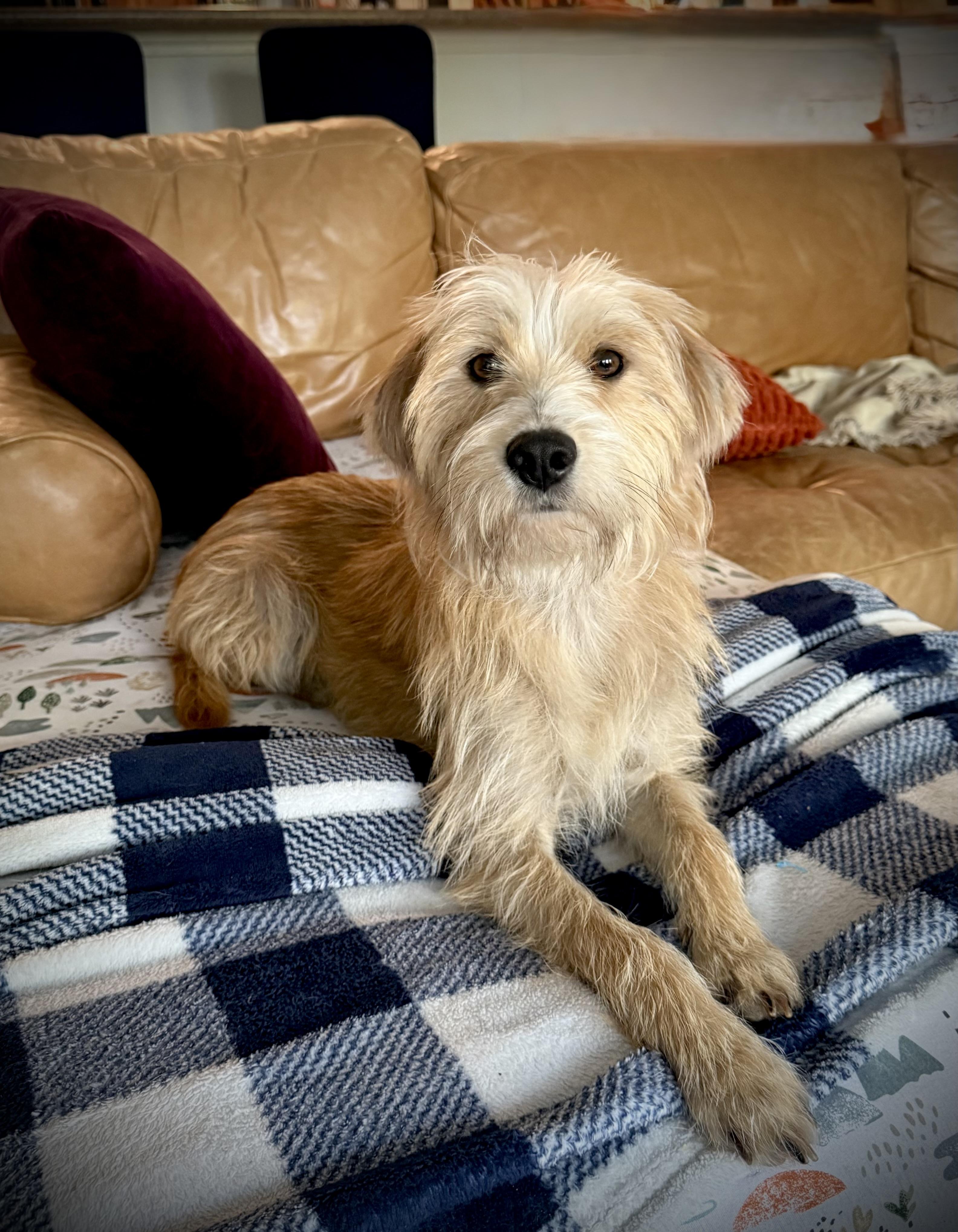 Bree, an adoptable mixed breed in Milton, FL image 4/4