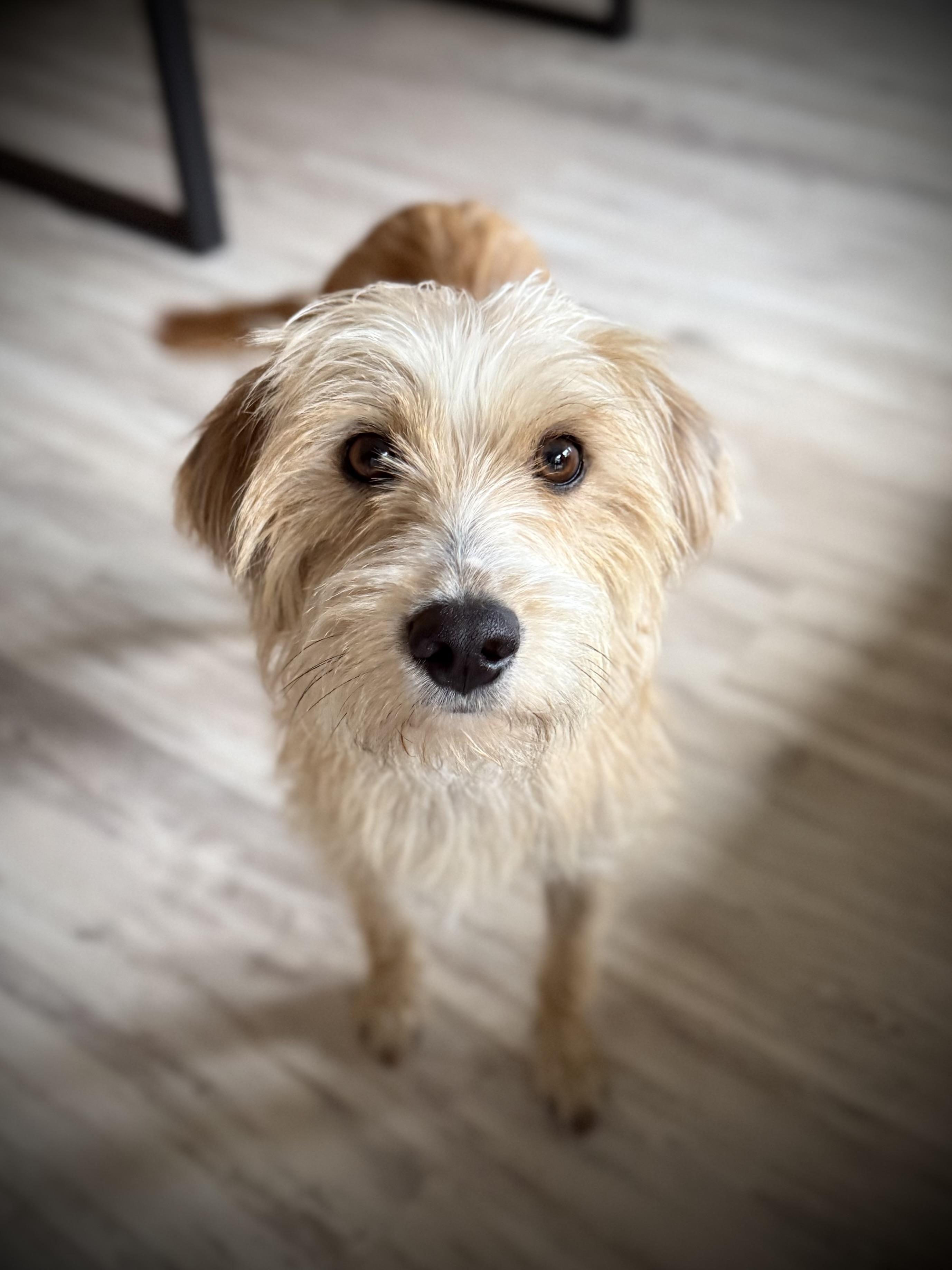 Bree, an adoptable mixed breed in Milton, FL image 1/4