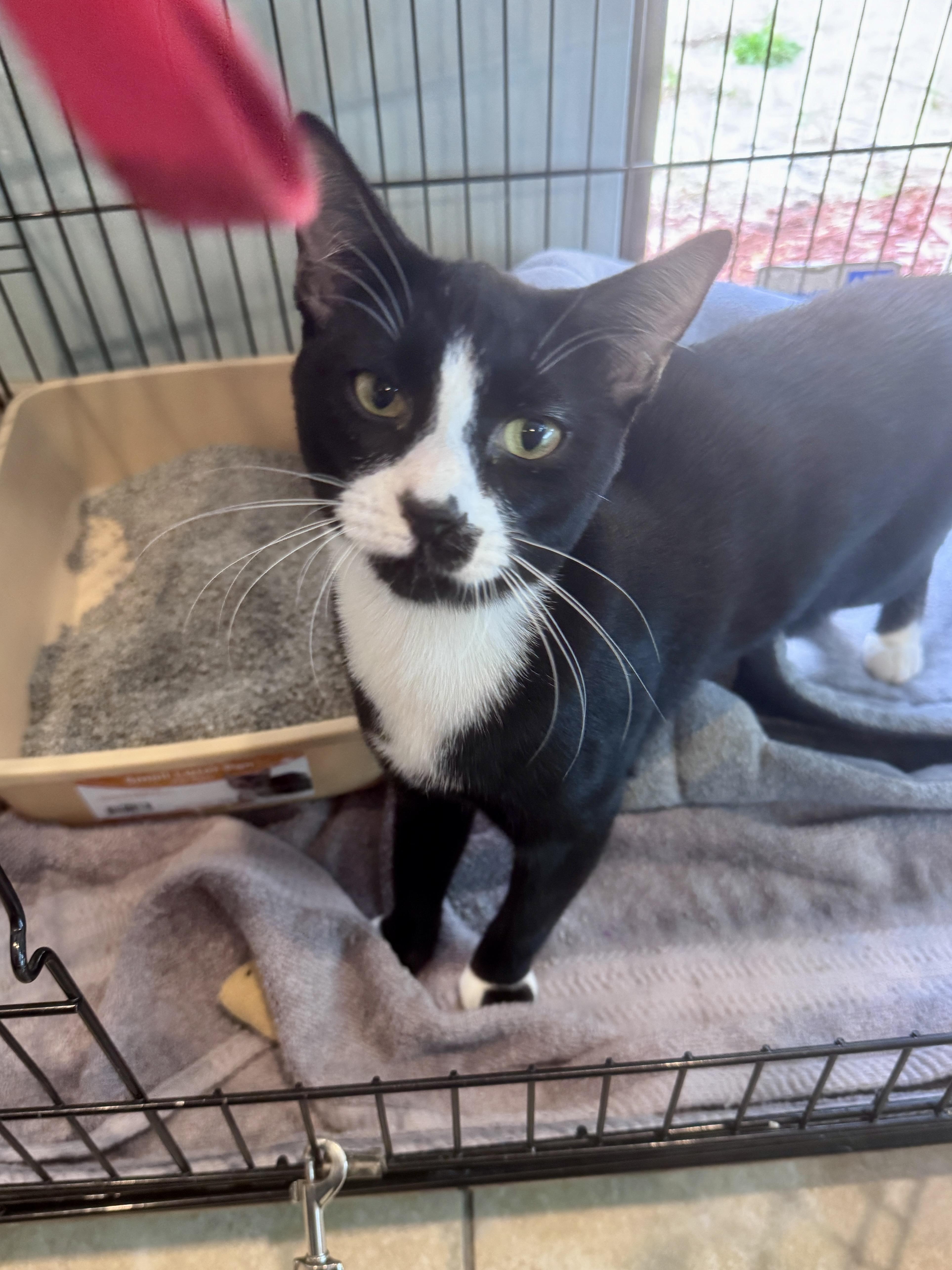 Enlarge Henry, a Adoptable Tuxedo in Gainesville, FL image 3/4