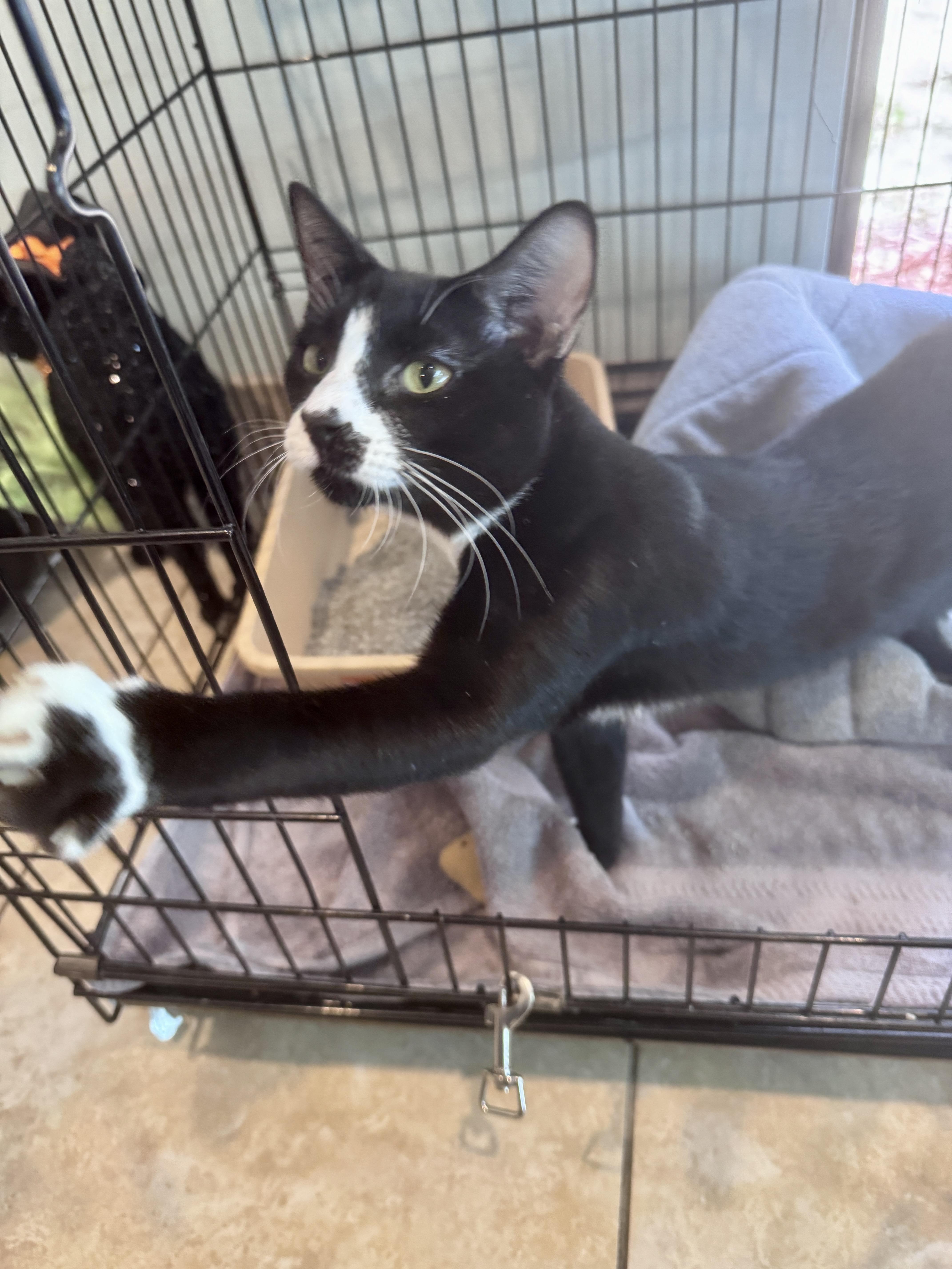 Enlarge Henry, a Adoptable Tuxedo in Gainesville, FL image 1/4
