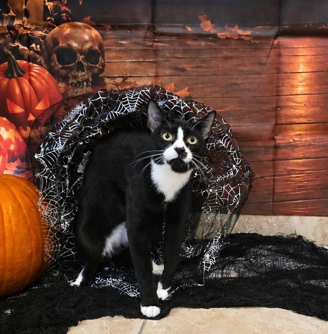 Enlarge Henry, a Adoptable Tuxedo in Gainesville, FL image 4/4