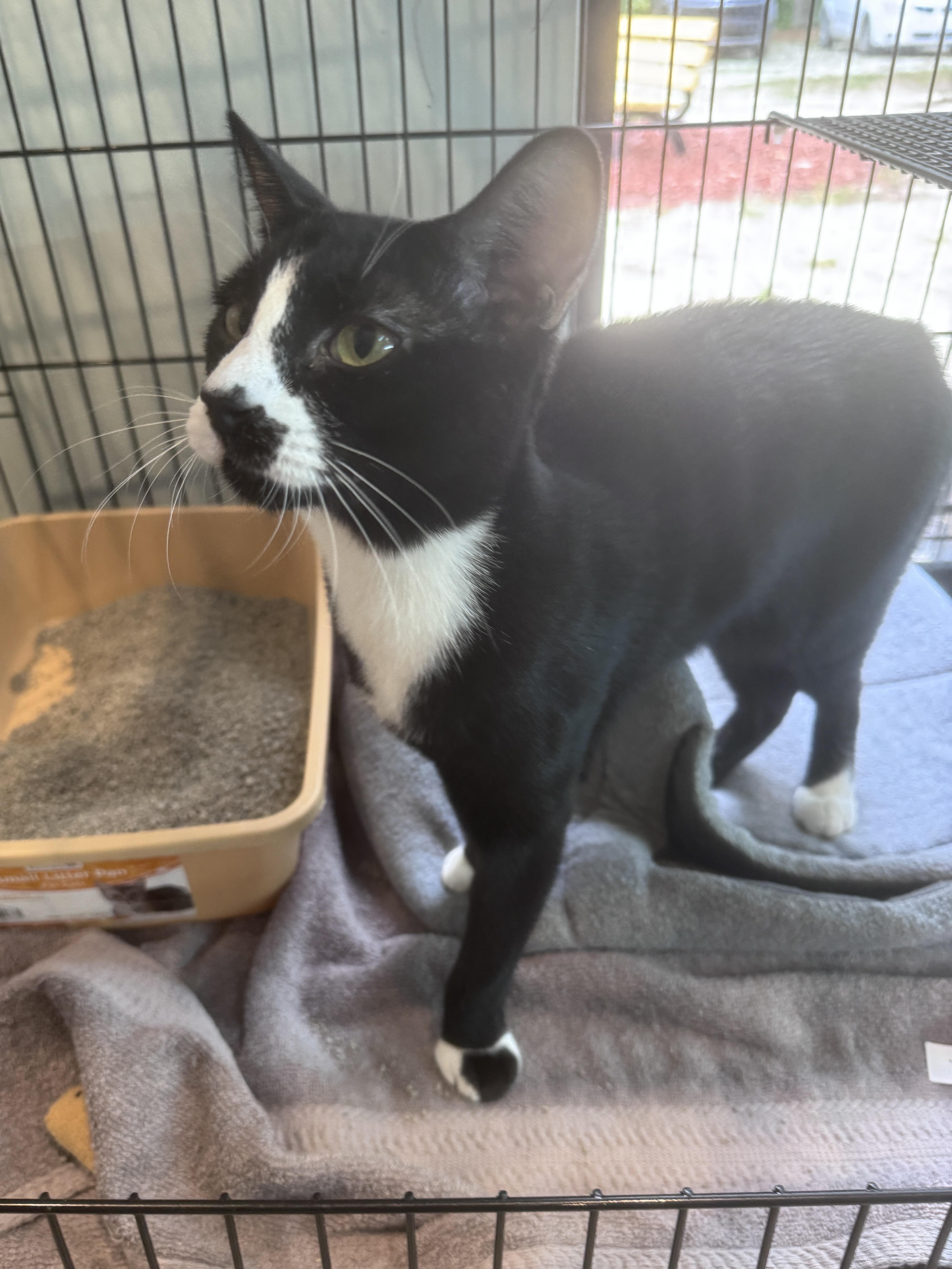 Enlarge Henry, a Adoptable Tuxedo in Gainesville, FL image 2/4