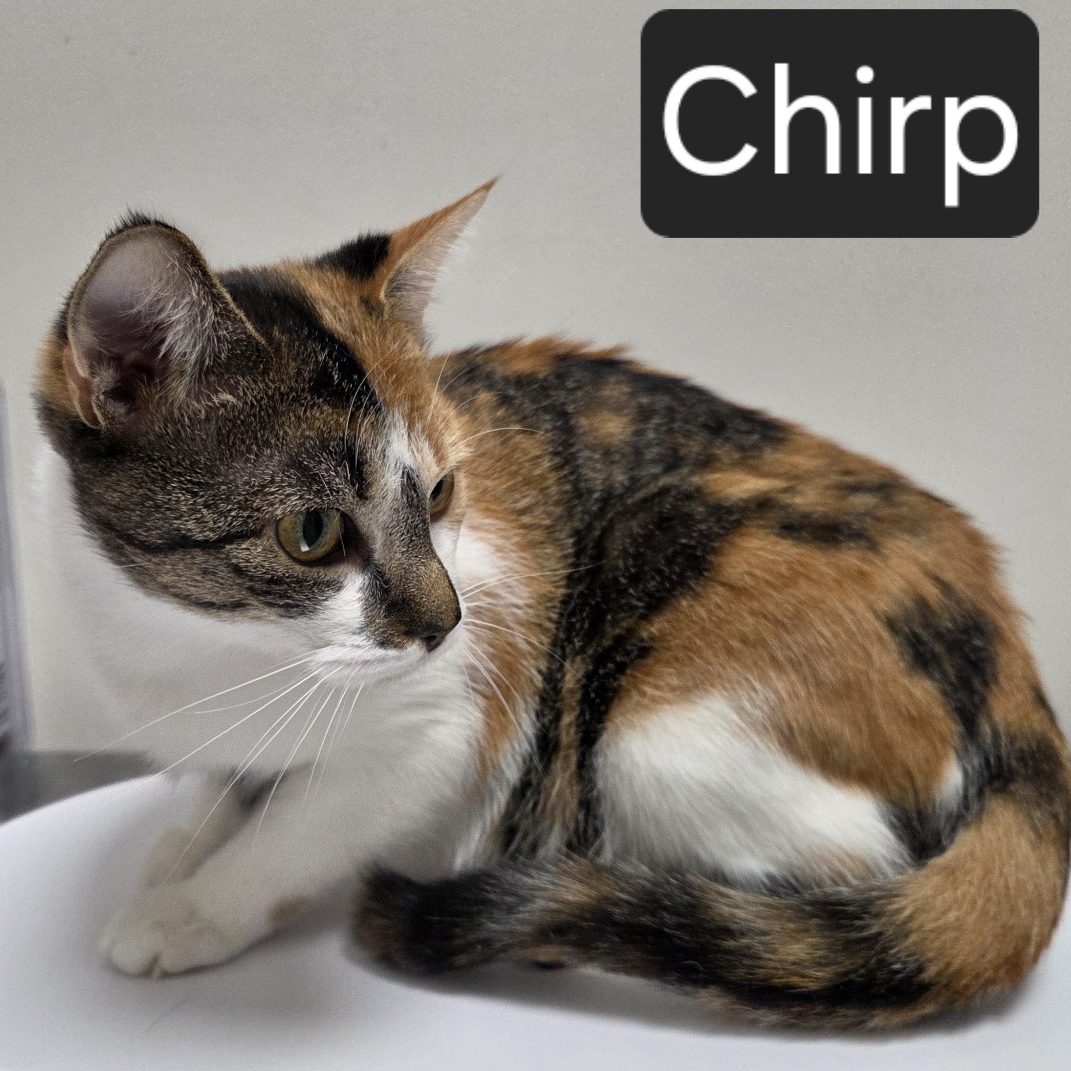 Enlarge Chirp, a Adoptable Domestic Short Hair in Snow Hill, NC image 1/1