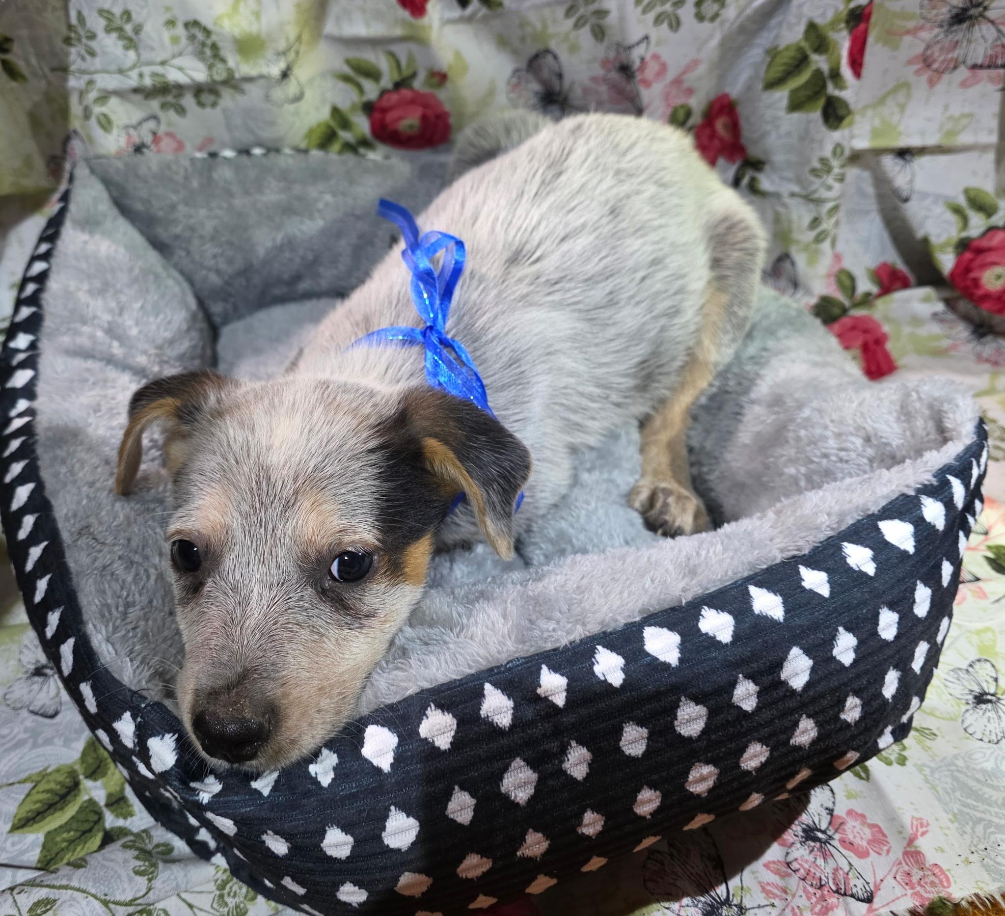 Rupert, Adopted, Puppy Male Australian Cattle Dog / Blue Heeler.