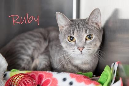 Enlarge Ruby, a Adoptable mixed breed in Scottsdale, AZ image 1/1