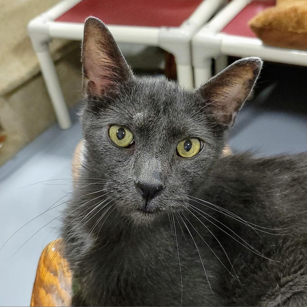 Enlarge Joey, a Adoptable Domestic Short Hair in Sheridan, WY image 1/1