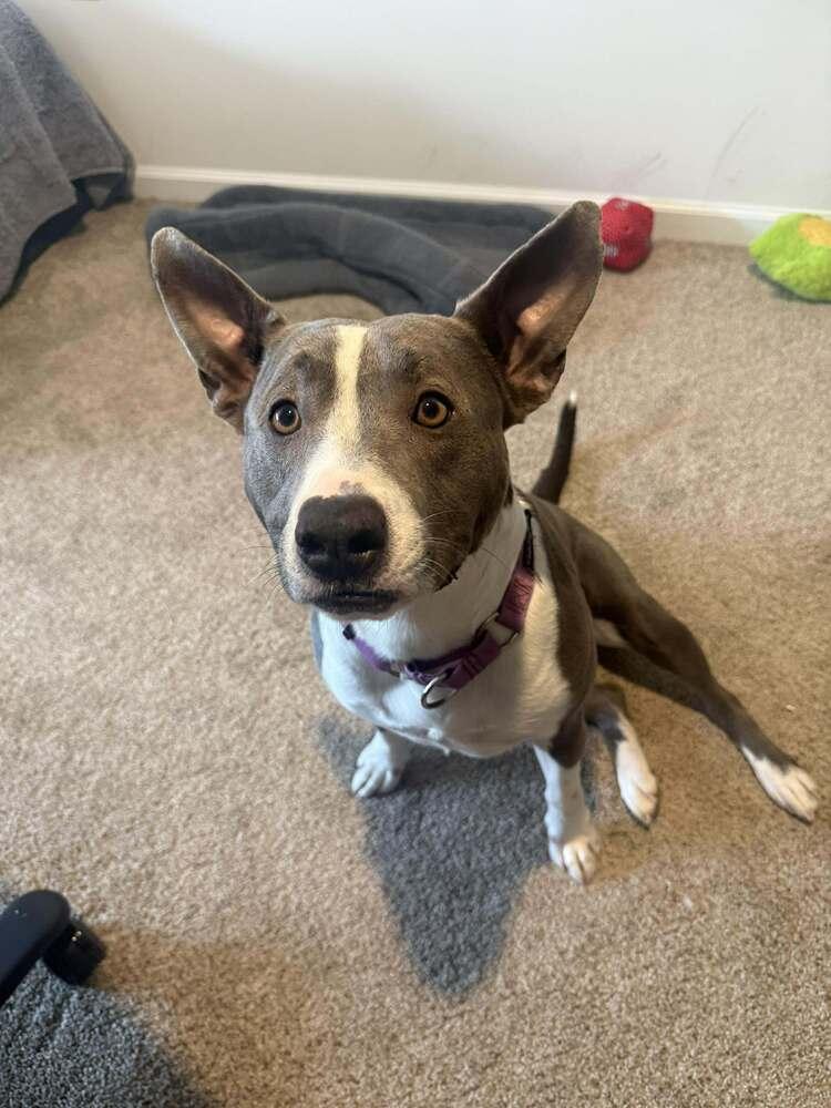 Comet, Adoptable, Adult Male Mixed Breed.