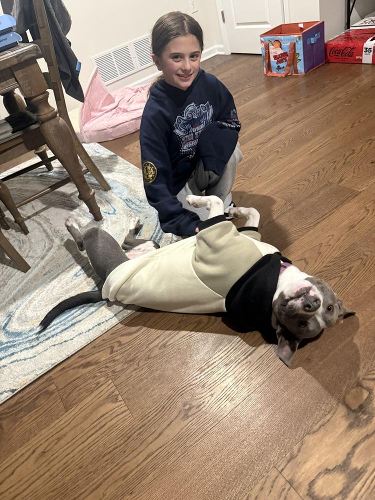 Comet, a Adoptable mixed breed in Wayne, NJ image 1/3