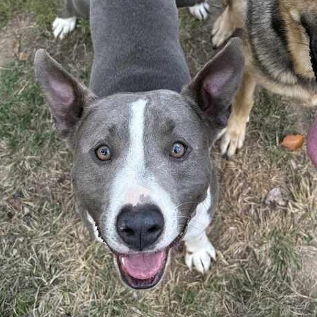 Comet, Adoptable, Adult Male Mixed Breed.